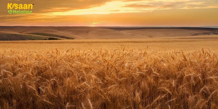तापमान बढ़ने से गेहूं के उत्पादन पर खतरा, पैदावार में कमी की संभावना
